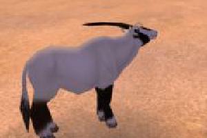 Arabian Oryx