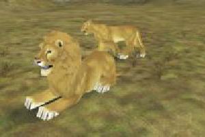 Asian Lion
