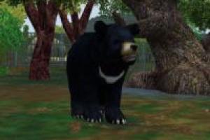 Asiatic Black Bear (ES Version)