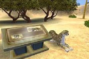Asiatic Cheetah