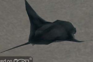 Atlantic Devil Ray