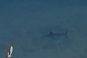 Atlantic Sailfish