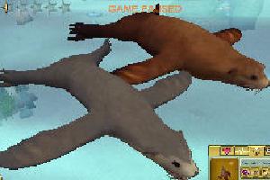 Australian Sea Lion