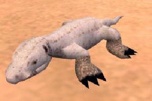 Bearded Dragon