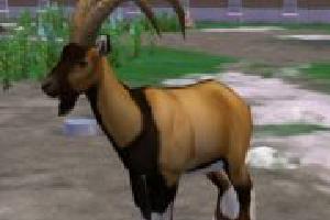 Bezoar Goat