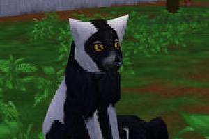 Black and White Ruffed Lemur