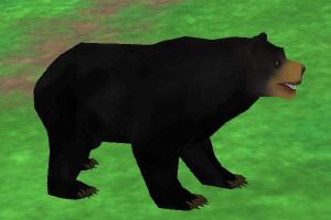 Black Bear II