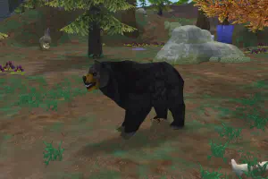 Black Bear