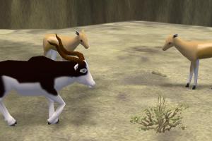 Blackbuck