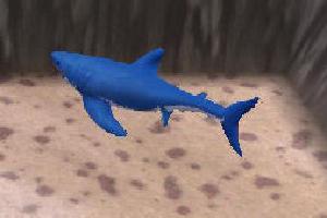 Blue Shark