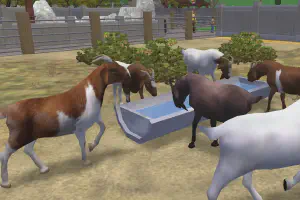 Boer Goat