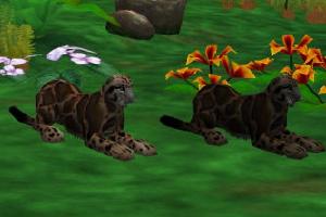 Borneo Clouded Leopard