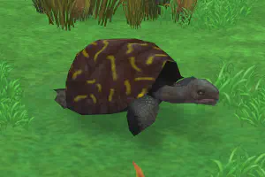 Ornate Box Turtle