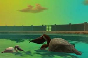 Brown Pelican