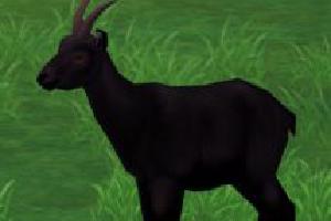 Cameroon Dwarf Goat (ES Version)