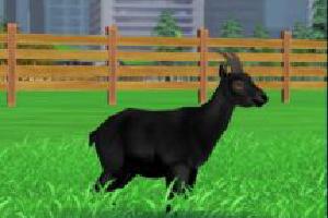 Cameroon Dwarf Goat