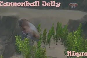Cannonball Jellyfish