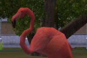 Caribbean Flamingo (ES Version)