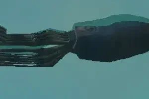 Caribbean Reef Squid