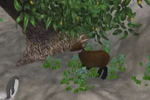 Chamois