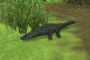 Chinese Alligator
