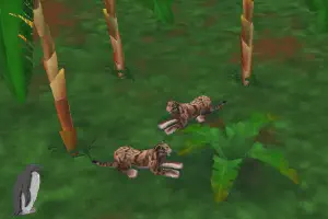 Clouded Leopard