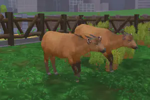 Congo Buffalo