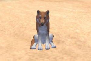 Coyote II