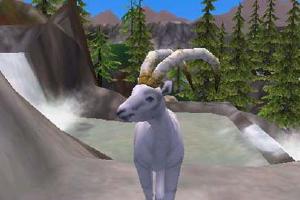 Dall Sheep