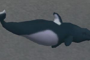 Dall's Porpoise