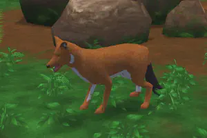 Dhole II