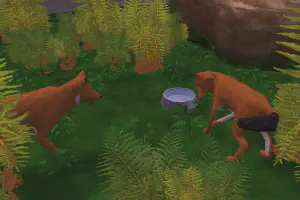Dhole