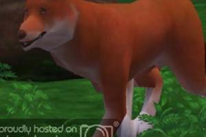 Dhole