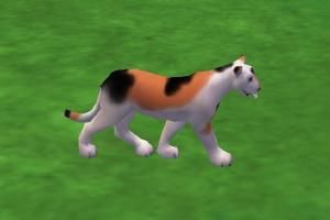 Domestic Cat