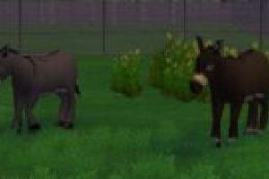Domestic Donkey (ES Version)