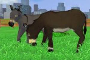 Domestic Donkey