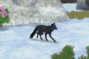 Domesticated Silver Fox (Siberian Fox)