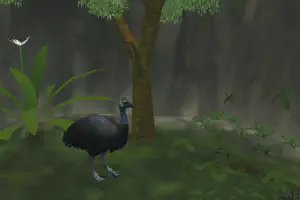 Dwarf Cassowary