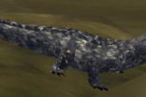 Dwarf Crocodile