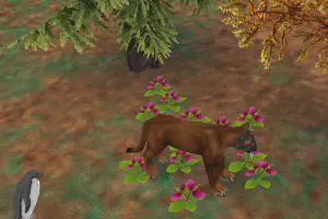 Eastern Cougar