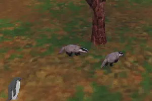 Eurasian Badger