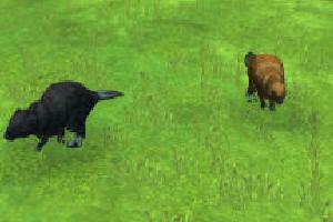 Eurasian Beaver