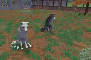 Eurasian Wolf