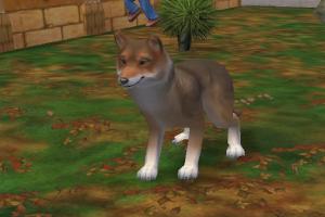 Eurasian Wolf