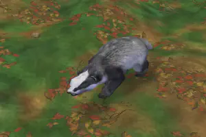 European Badger