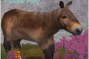 Exmoor Pony