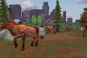 Fallow Deer