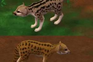 Fanaloka