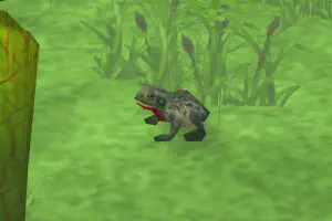 Fire-bellied Toad