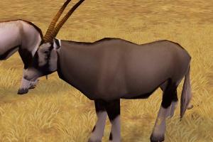Fringe Eared Oryx